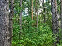 Уютный земельный участок 25 соток ИЖС на лесной опушке под Псковом 