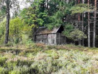 Крепкий домик на эстонском хуторе в хвойном лесу под Старым Изборском 
