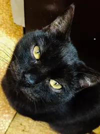 Яна