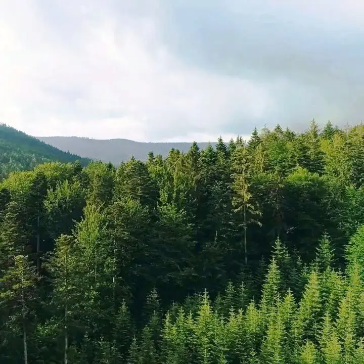 Сертификат FSC показатель производителя - Фото 1